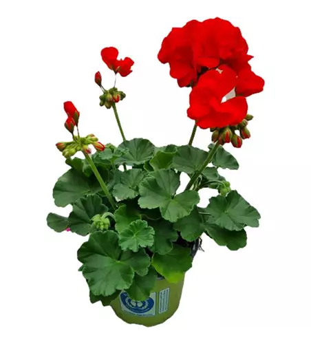 Pelargonium zonale 'Sunrise® Zora'