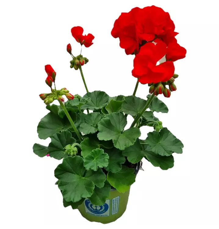 Zonal-Pelargonie 'Sunrise® Zora'