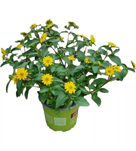 Sanvitalia spe. 'Bright Yellow'