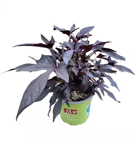 Ipomoea batatas SWEET CAROLINE 'Purple'(s)
