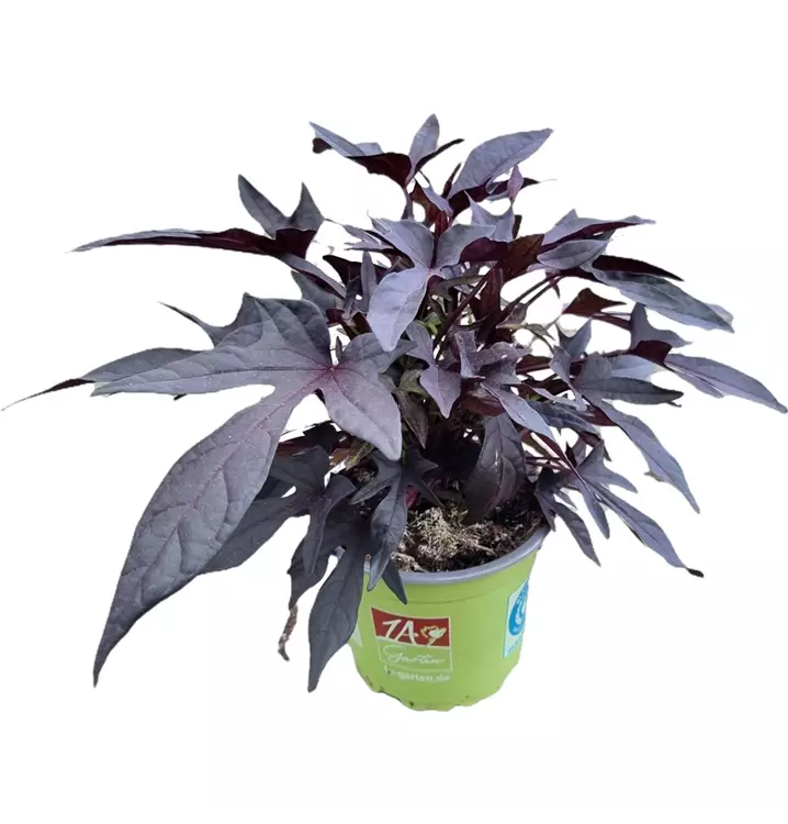 Zier-Süßkartoffel SWEET CAROLINE 'Purple'
