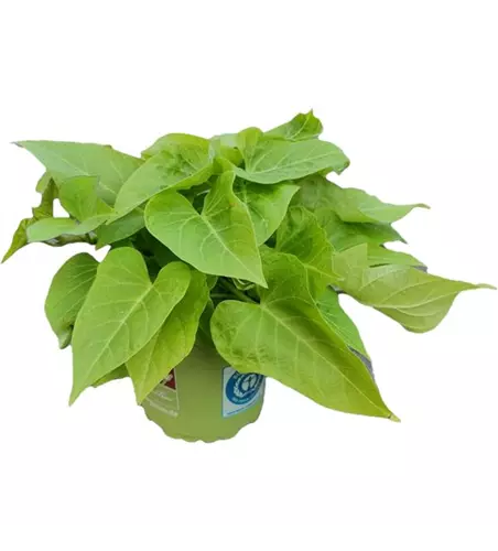 Ipomoea batatas 'Lime 06'®