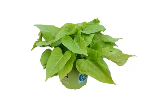 Ipomoea batatas 'Lime 06'®