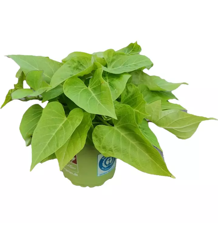 Ziersüßkartoffel 'Lime 06'®