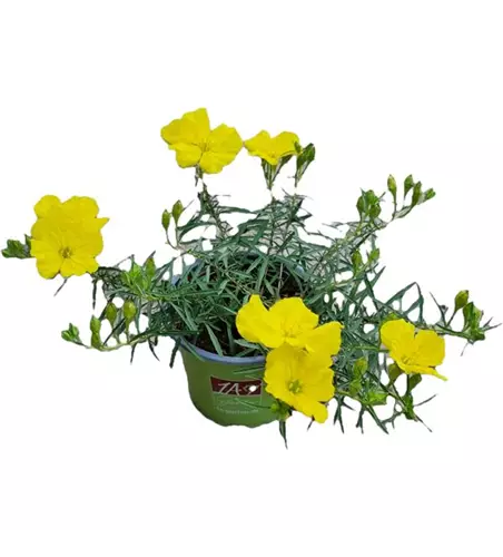 Calylophus sup. Yellow