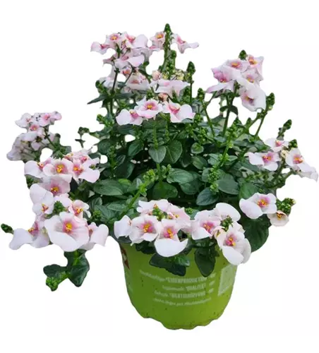 Diascia barberae 'Flying Colors® Upright Appleblos