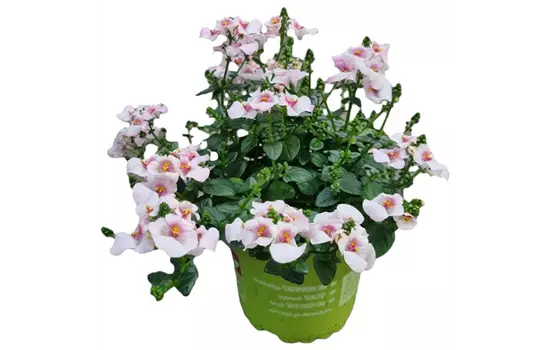 Diascia barberae 'Flying Colors® Upright Appleblos