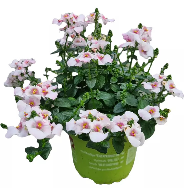 Elfensporn 'Flying Colors® Upright Appleblossom'