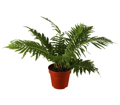 Blechnum gibbum 'Silver Lady'