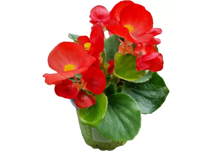 Begonia semperflorens, rot