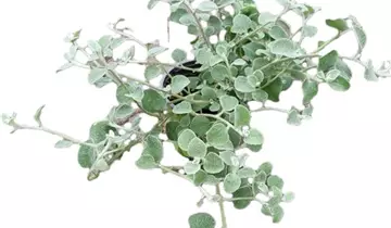 Bildvorschau