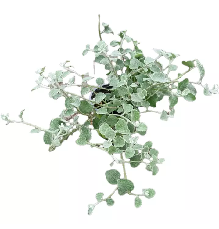 Lakritz-Strohblume 'Ian Silvernanum'