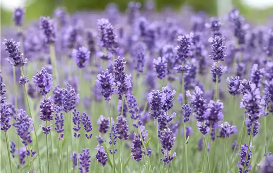 Lavandula angustifolia 'Hidcote'