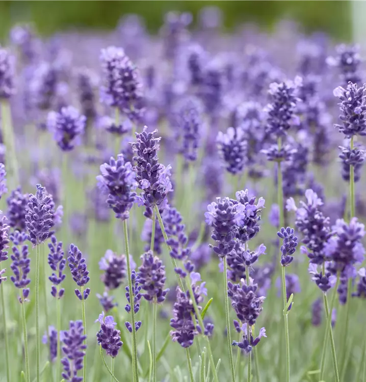 Echter Lavendel 'Hidcote'