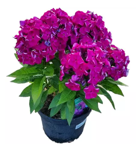 Phlox paniculata ´ Adessa Compact Purple´