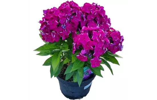 Phlox paniculata ´ Adessa Compact Purple´