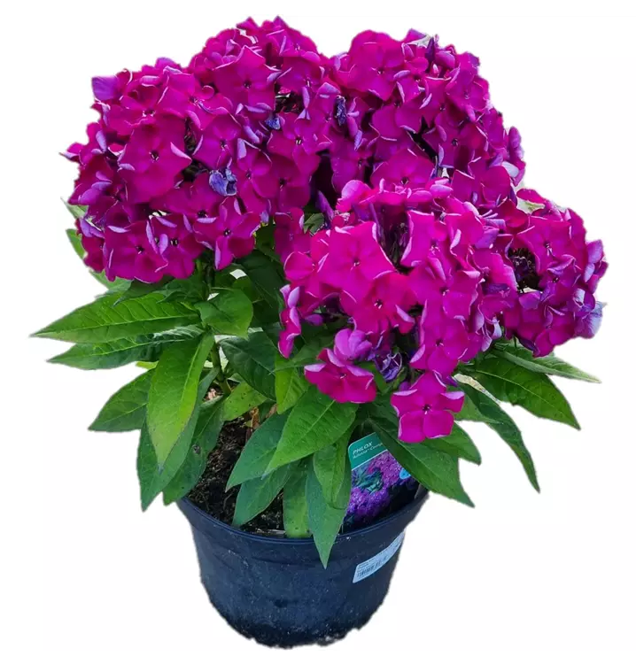 Hoher Stauden Phlox