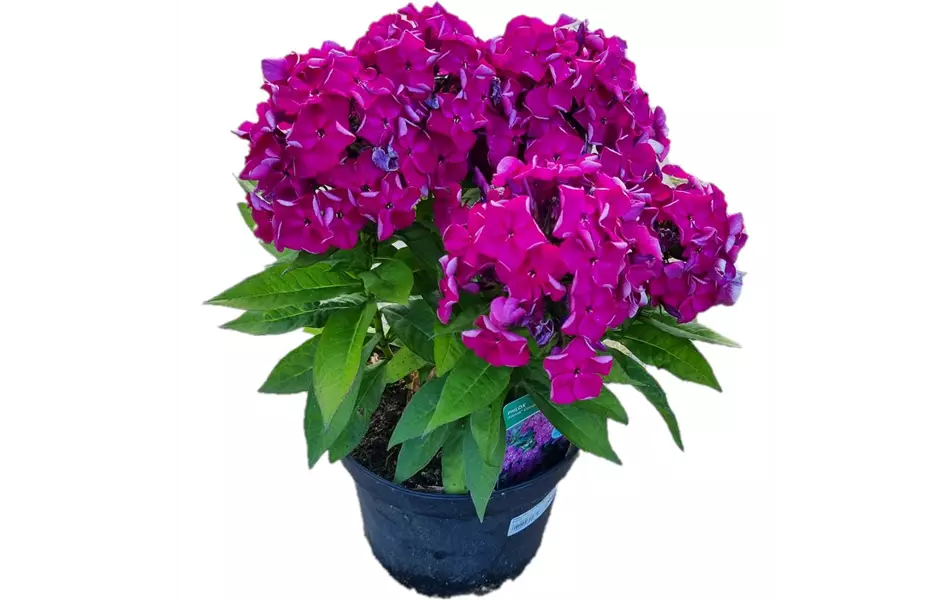 Phlox paniculata ´ Adessa Compact Purple´