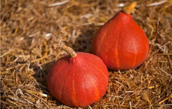 Kürbis Uchiki Kuri