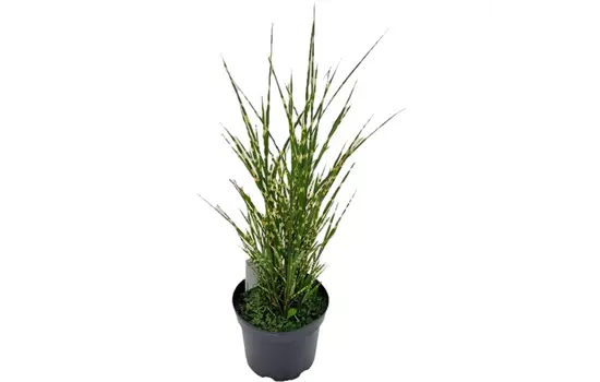 Miscanthus sinensis 'Strictus'