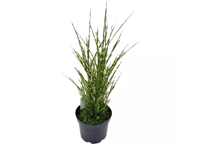 Miscanthus sinensis 'Strictus'