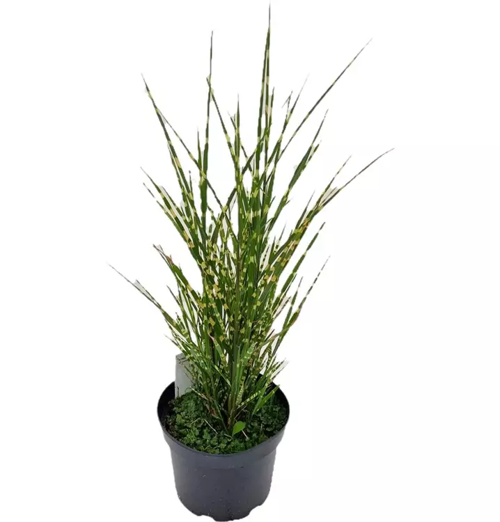Garten-Zebraschilf 'Strictus'