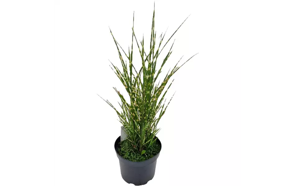 Miscanthus sinensis 'Strictus'