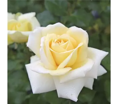 Rose ´Ambiente´