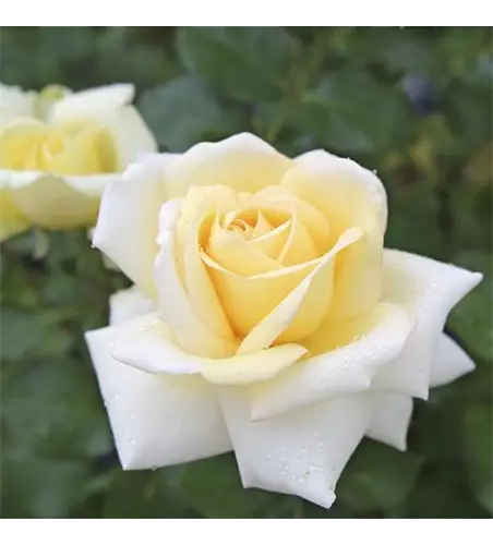 Rose ´Ambiente´