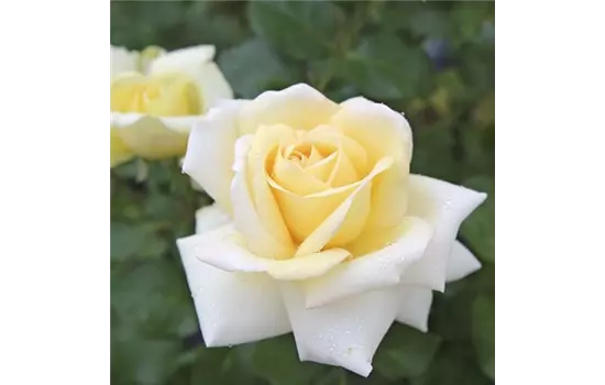 Rose ´Ambiente´