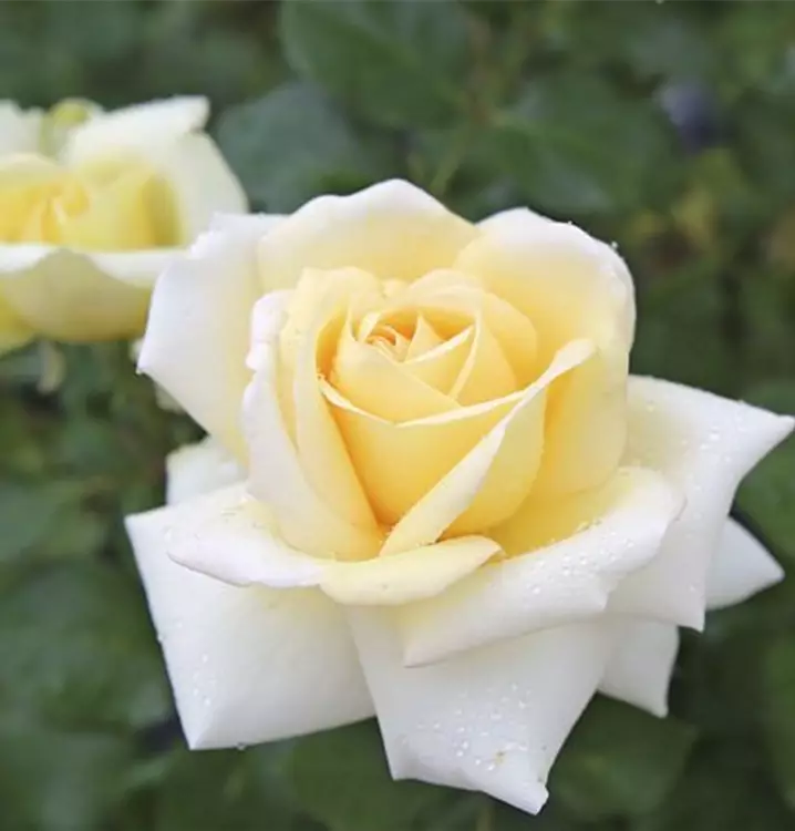 Edelrose