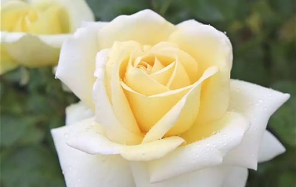 Rose ´Ambiente´