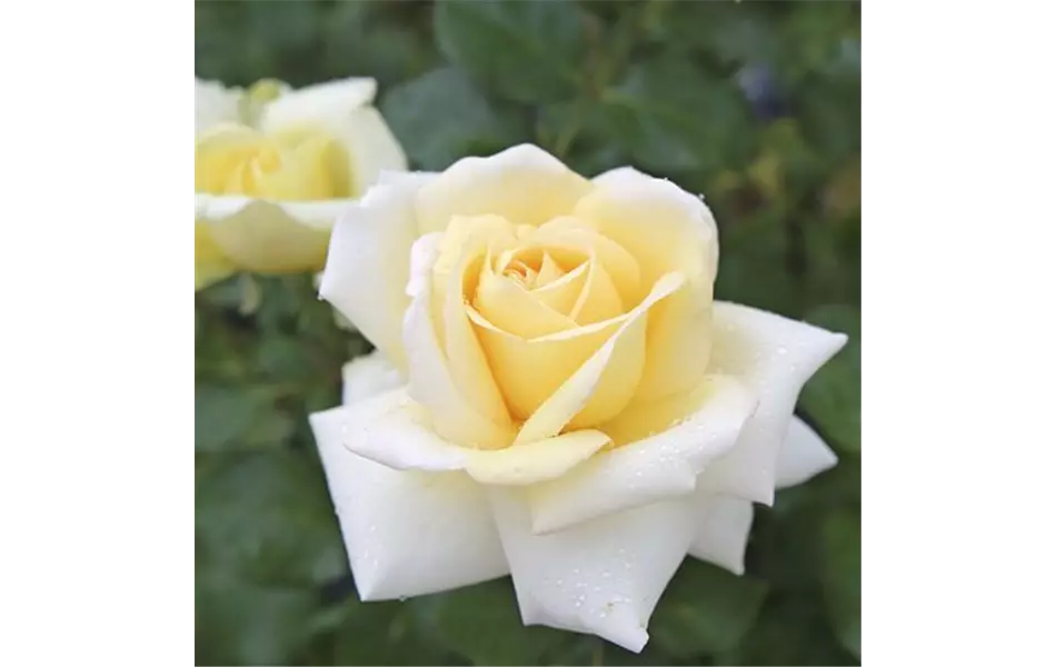 Rose ´Ambiente´