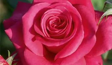 1A Garten Ammer