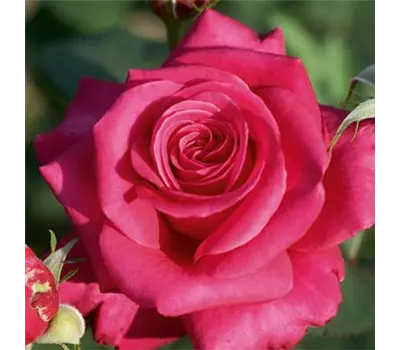 Rose ´Charisma´
