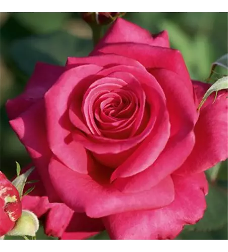 Rose ´Charisma´