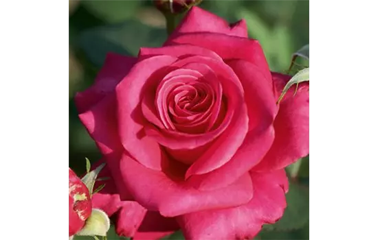 Rose ´Charisma´