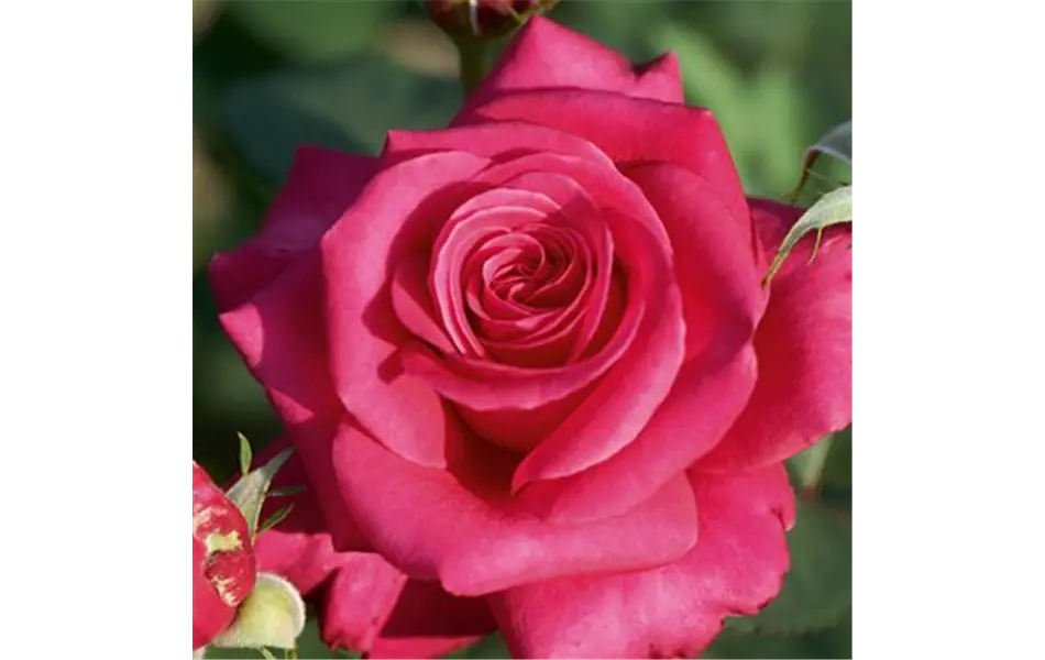 Rose ´Charisma´