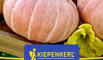 Bildvorschau