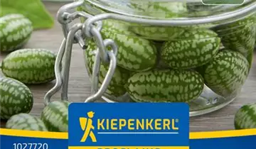 Bildvorschau