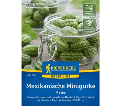 Mexikanische Minigurke Mateo