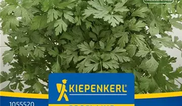 Bildvorschau