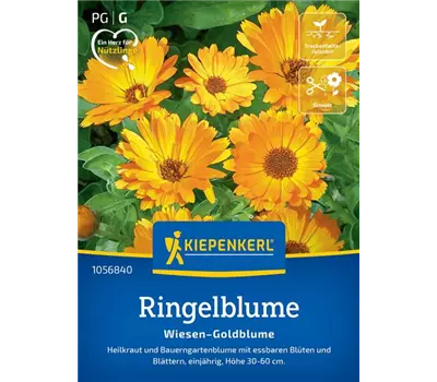 Ringelblume Wiesen-Goldblume