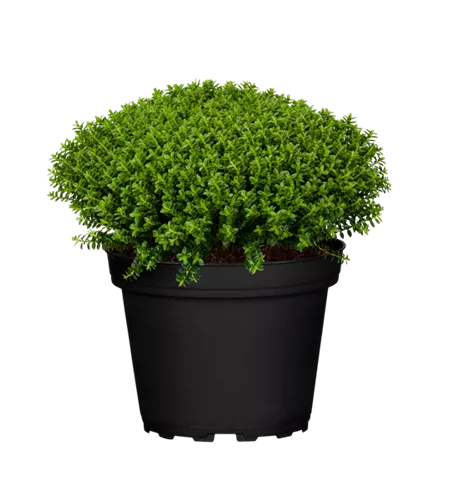 Hebe 'Green Globe'