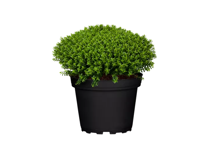 Hebe 'Green Globe'