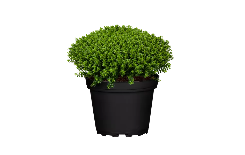 Hebe 'Green Globe'