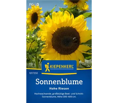 Sonnenblume Helianthus Hohe Riesen