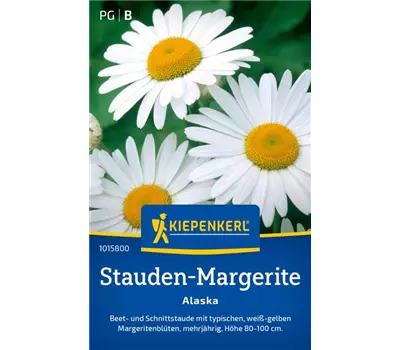Stauden-Margerite Alaska