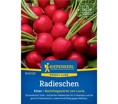 Radieschen Ester