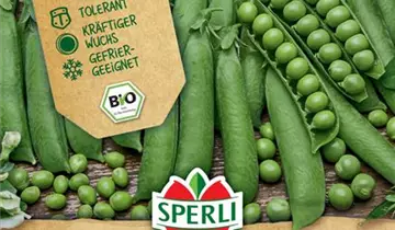 Bildvorschau